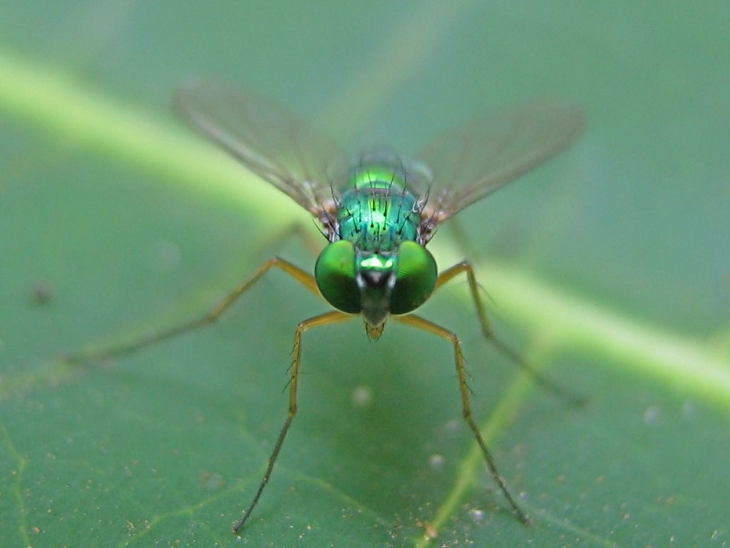 Fly green