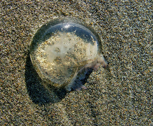 beach jellyfish wa washingtonstate animalplanet oceanshoreswa shesnuckinfuts
