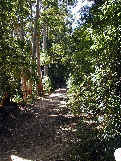Cecilia Forest Walk