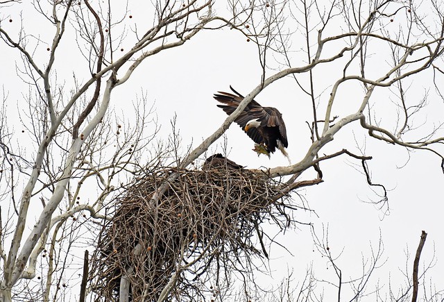 Bald Eagles with lunch