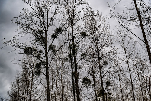 27-Peupliers by Alain COSTE, 