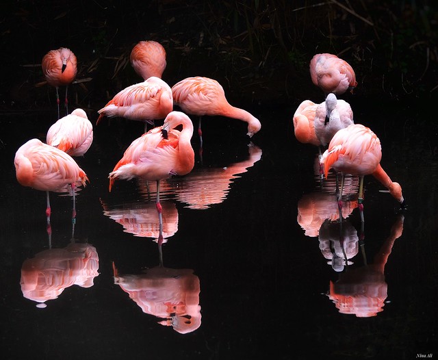 Flamingo light and reflections!