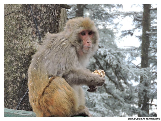 Shimla Trip 2016 - Monkey