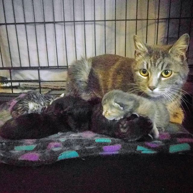 Pam is another mom-and-kitten set we're helping this #kittenseason. She has 5 babies, one week old yesterday. So far they're all doing well, way over their goal weight for their age. #mommacat #catsofbushwick