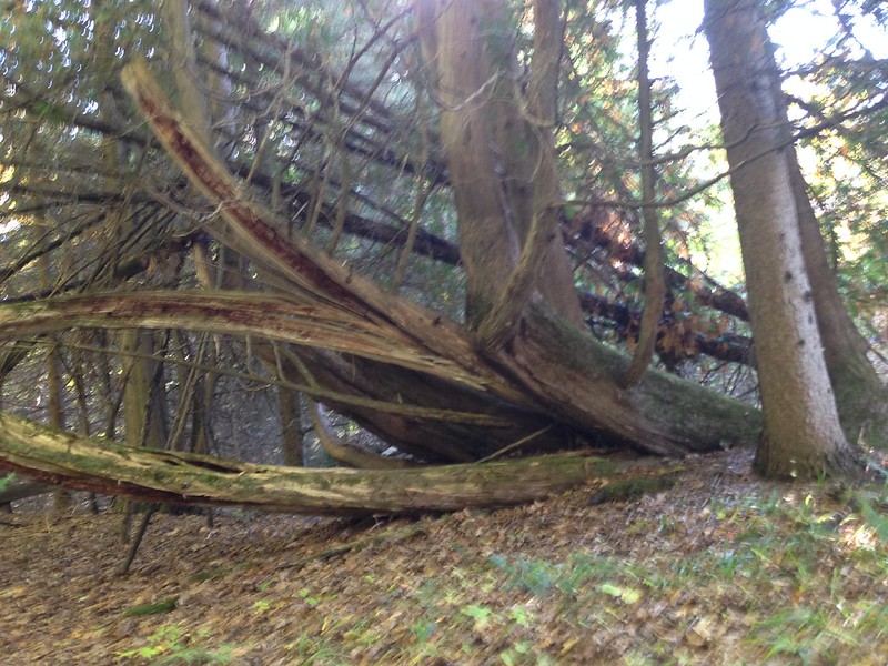 Freaky Forests | Flickr
