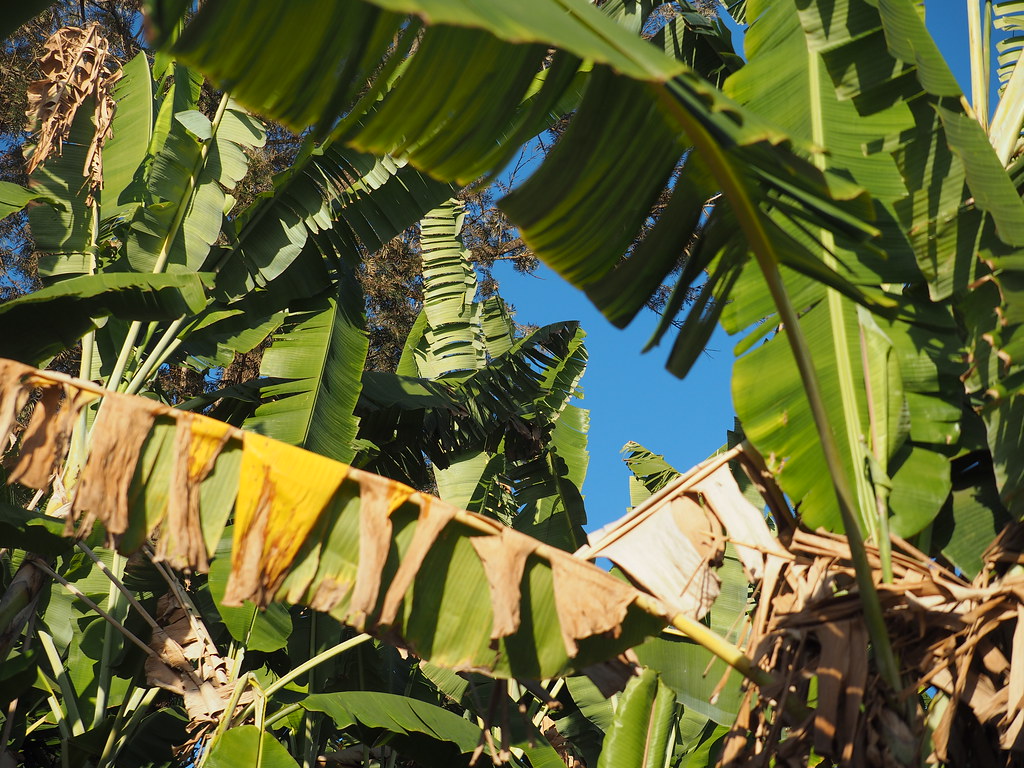Cabo Verde Cape Verde North Fogo Banana Plant © Kapverden … | Flickr
