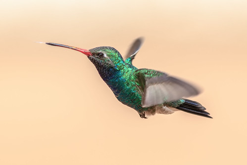 broadbilled hummingbird bird animal fly flight wing ngc flickrelite explore explored ef400mm56l eos canon color common colorfull blue green red arizona sky bokeh beyondbokeh beak 5dmarkiv view