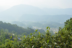Xin Yang Mao Jian's Tea Garden