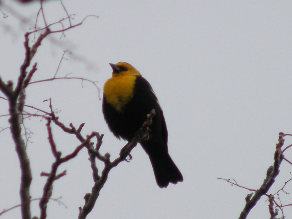 P4146342...yellow-headed blackbird