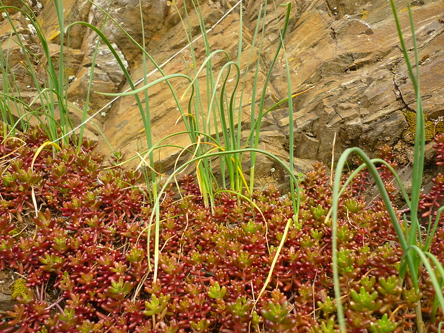 Sedum album & Allium oleraceum