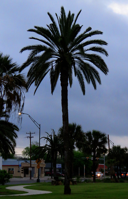 Palm tree before dawn