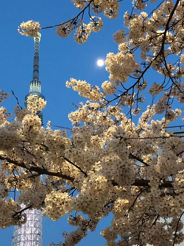 Tokyo cherry blossom | by mimimomo0326