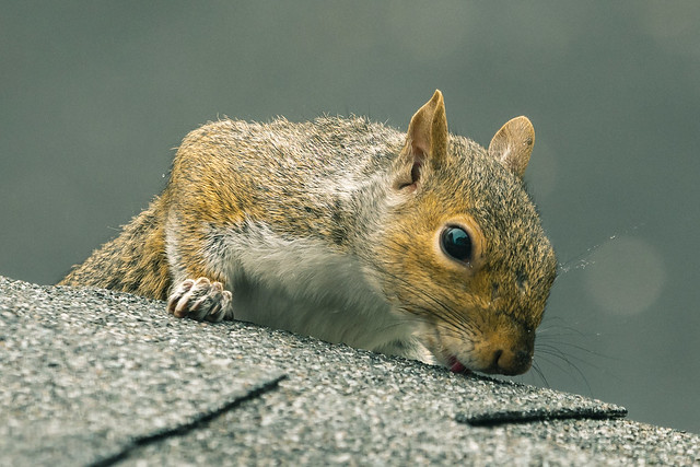 Juvenile grey squirrel