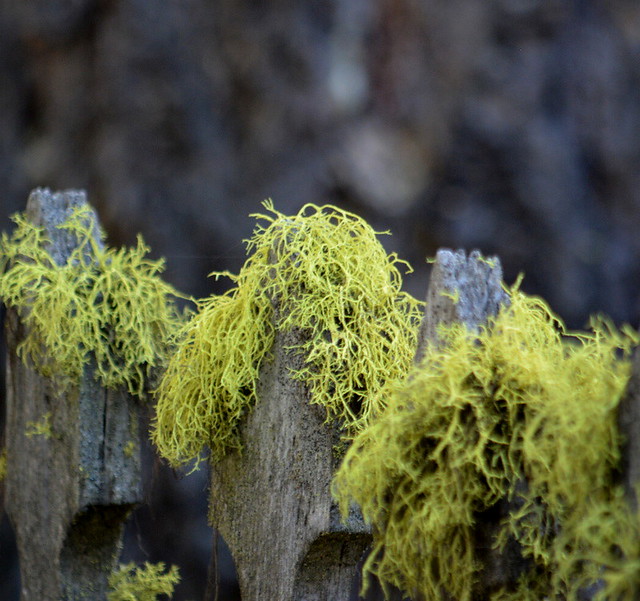 OLD MOSS COVERED PICKETT FENCES IN THE GHOSTOWN CEMETERY OF GRANITE CITY,  COALMONT,  BC.