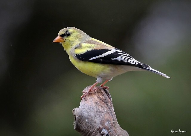 American Goldfinch Transitioning to Breeding Plumage