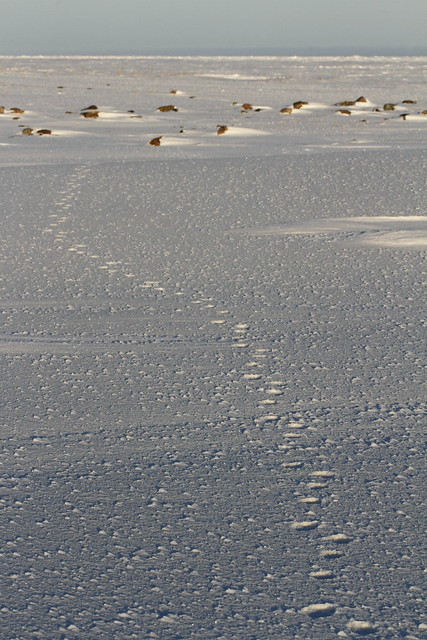 Fox paw prints or tracks in snow