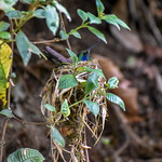 Nesting Hummingbird in the wild, Panama
