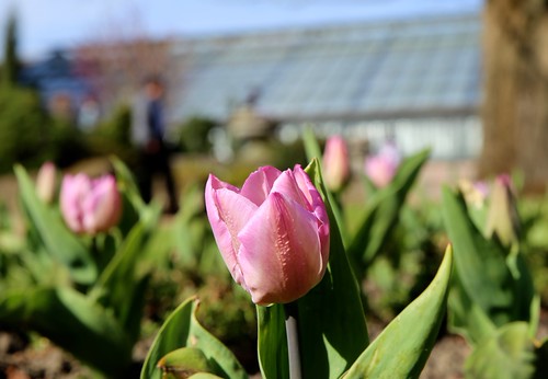 Een mooie lentedag in de Leuvense Kruidtuin (07/04/2018)