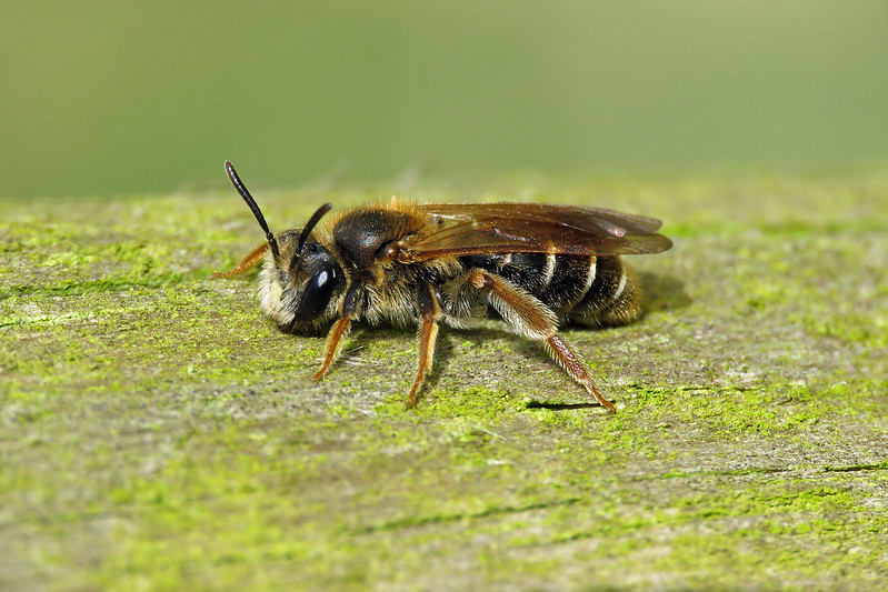 Hawthorn Mining Bee - Andrena chrysosceles [A]