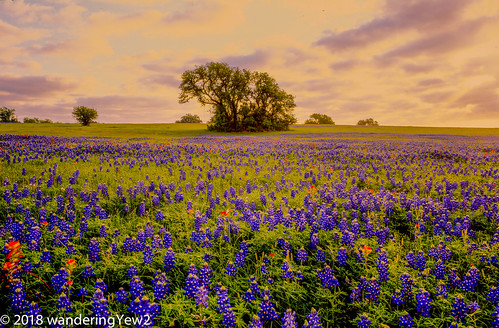 120 6x9 fuji6x9 fujigw690 oldindependencerd texas texaswildflowers washingtoncounty bluebonnet film filmscan flower indianpaintbrush mediumformat sunrise wildflower