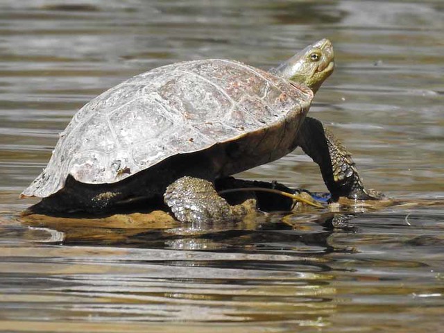 Spanish or Mediterranean Pond Turtle (Mauremys leprosa)  08-04-2017