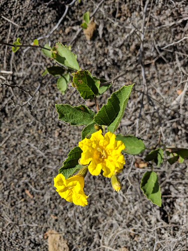 Galapagos botany | by todd.vision