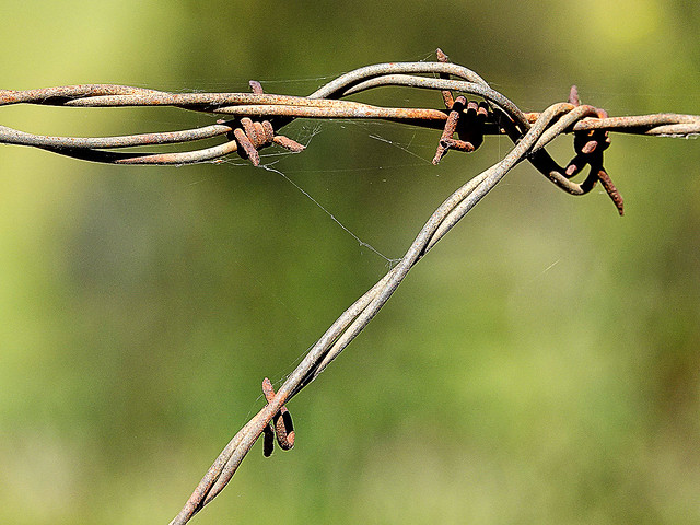 Barbed Wire 3