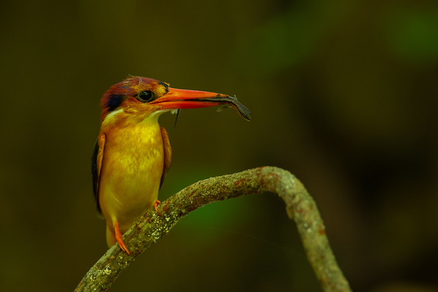 กะเต็นน้อยหลังดำ Black-backed Kingfisher (Oriental Dwarf Kingfisher) - Ceyx erithacus