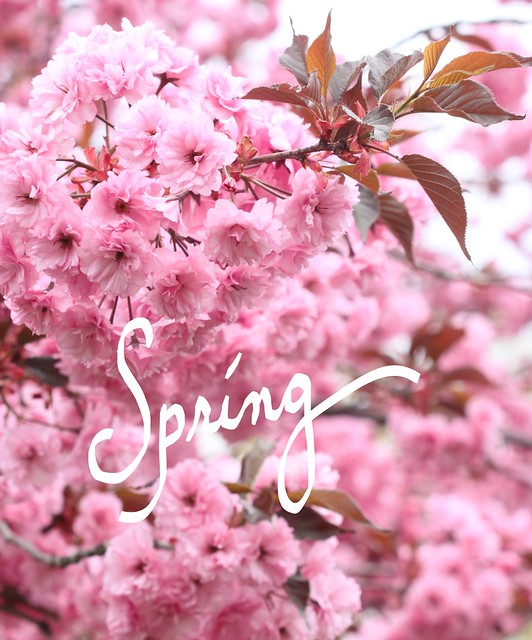 Spring Love ~