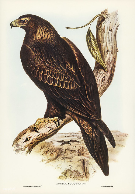 Aquila focosa ,Cui (Wedge-tailed Eagle) illustrated by Elizabeth Gould (1804–1841) for John Gould’s (1804-1881) Birds of Australia (1972 Edition, 8 volumes). One of the most celebrated publications on Ornithology worldwide, Birds of Australia introduced m