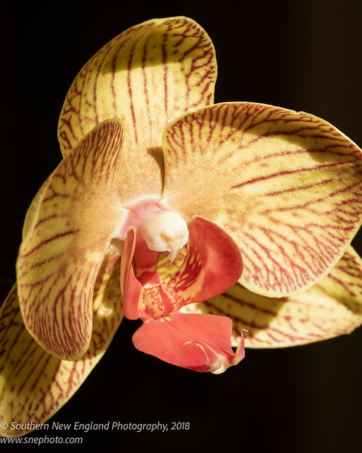 Yellow and Red Striped Orchid