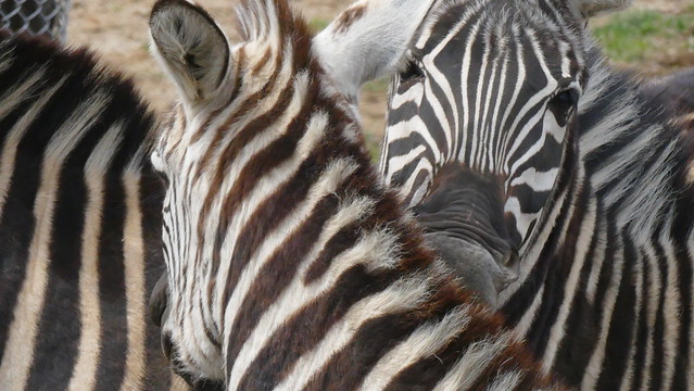Zebras  @ The Columbus Zoo