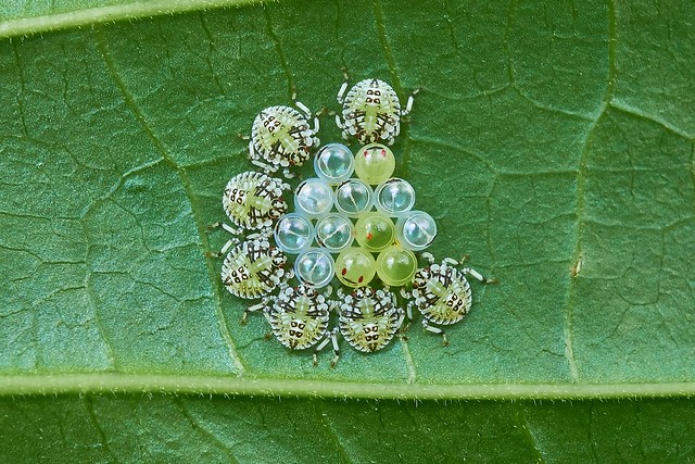 Eggs and Nymphs of Shield Bugs, Singapore