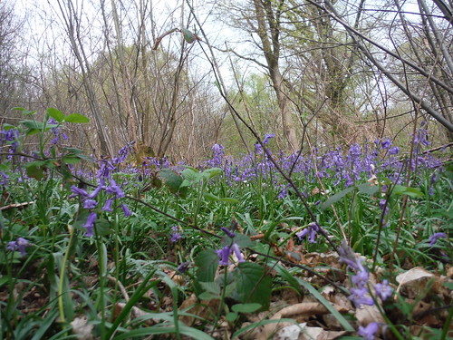 Bluebells in Spring Coppice SWC Walk 48 Haslemere to Midhurst (via Lurgashall or Lickfold)