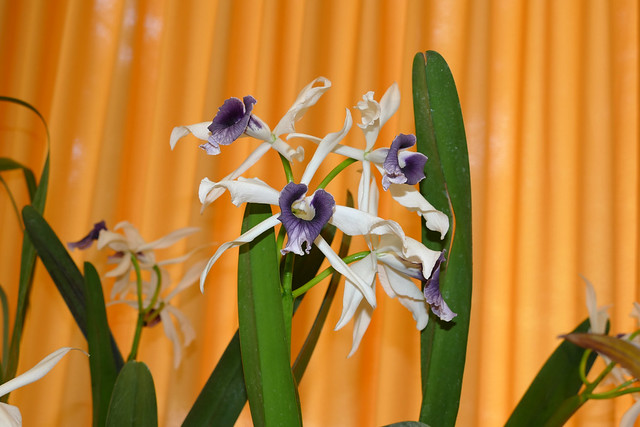 Orchid Society of California 