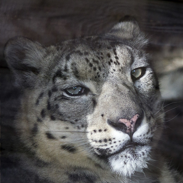 Snow Leopard, Dudley Zoo, UK