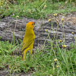 Saffron Finch, Panama