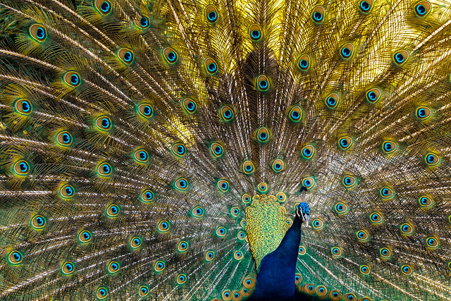 Pavone blu - Blue peacock