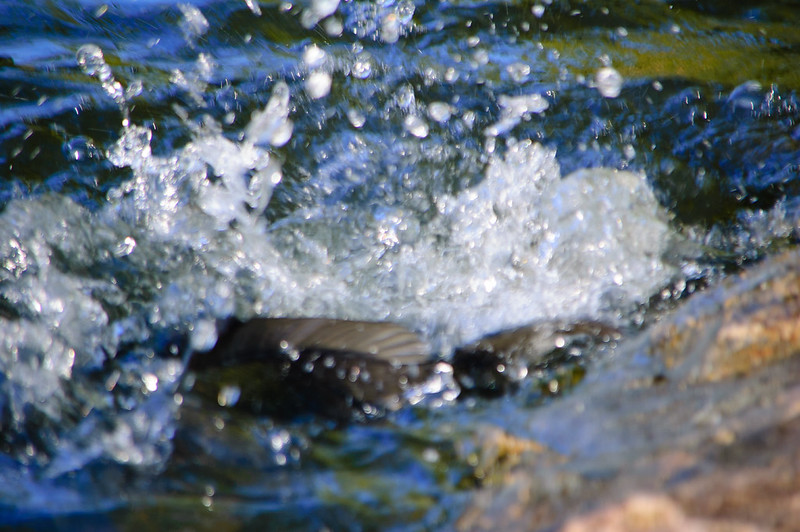 Carp thrashing again, West Park