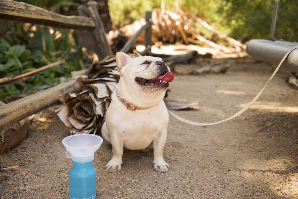 French Bulldog visits the Oasis of Mara Trail