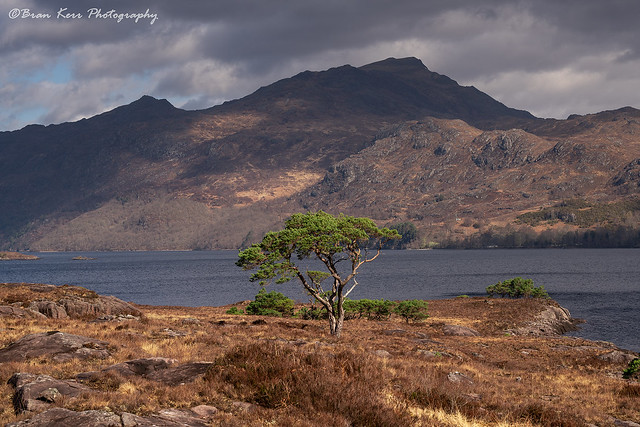 A Tree On Loch Maree