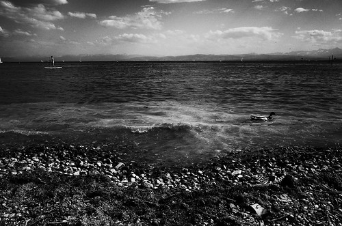 stefankamert surfer duck water waves lake lakeconstance bodensee noir blackandwhite blackwhite clouds grain ricoh gr grii stones sky landscape