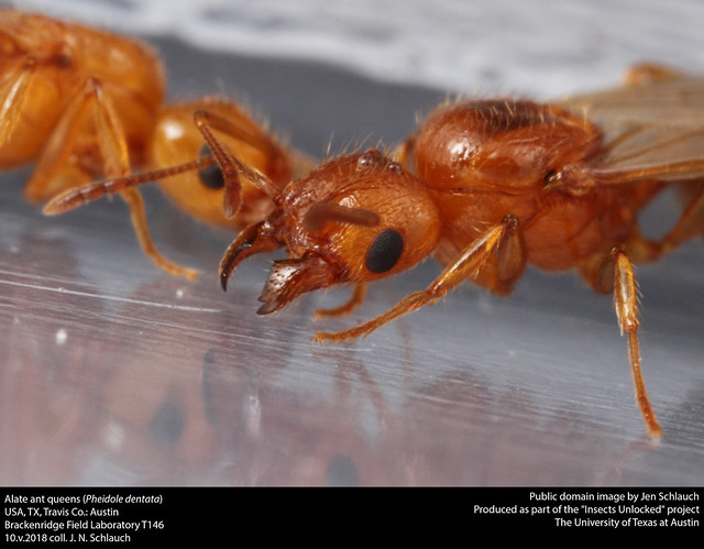 Alate ant queens (Pheidole dentata)