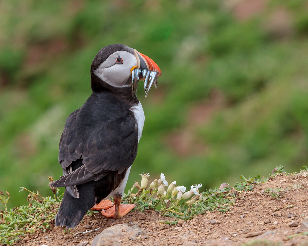 A serious little face, somehow still cheerful. — Andy Morffew, CC BY