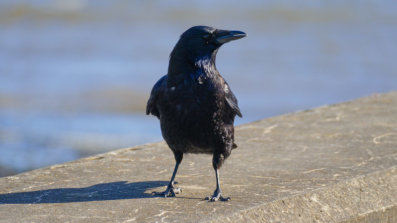 Carrion crow on the coast path wall