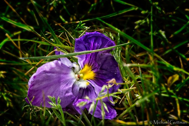 Flower Lying in the Grass
