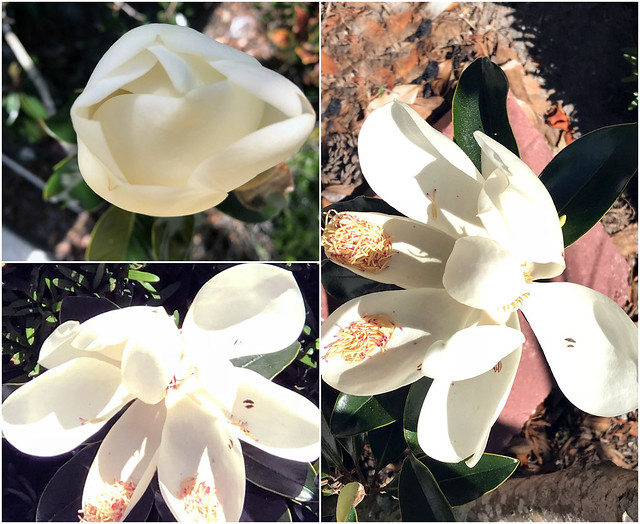 Same Magnolia Flower in Different Stages