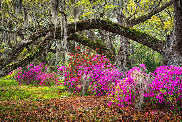Charleston South Carolina Spring Flowers Lowcountry Landscape Photography