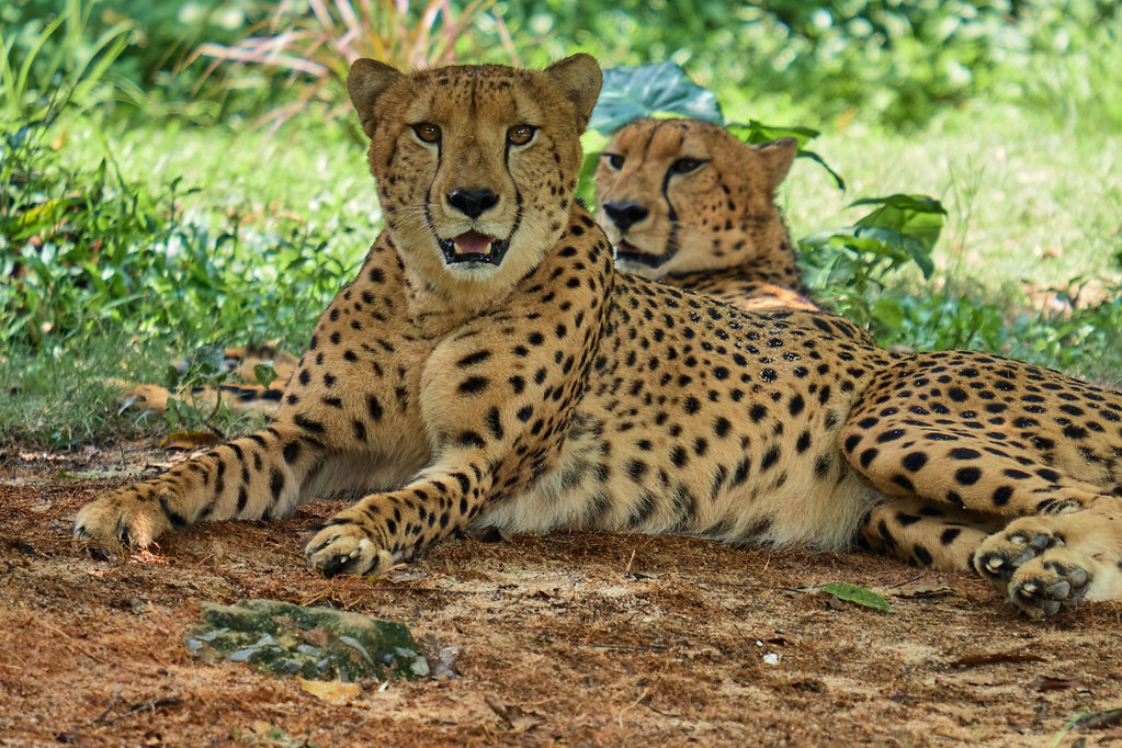 Cheetah | Vladimir | Flickr
