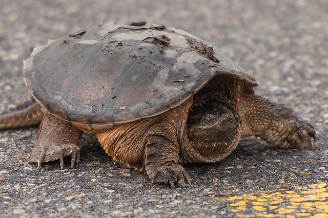 Why did the turtle cross the road? ~ Huron River Watershed